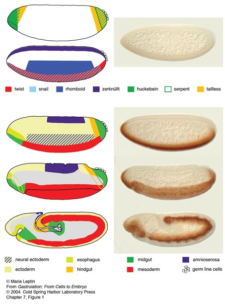 Carlson Human Embryology Free